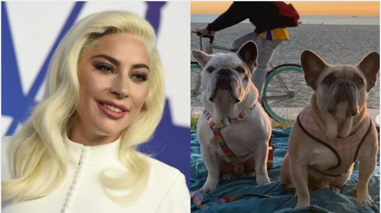 Lady Gaga y sus perros