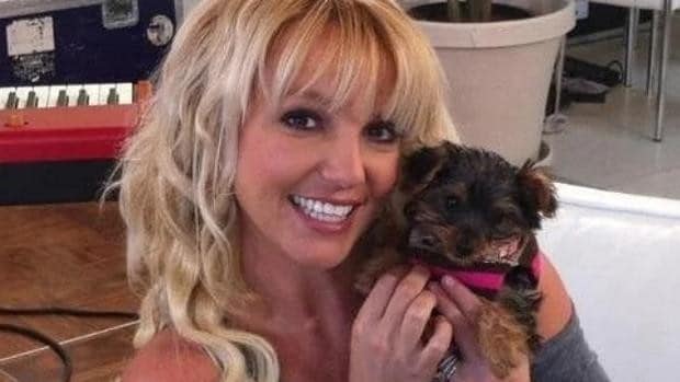 Por qué a Britney Spears le habrían quitado a sus perros
