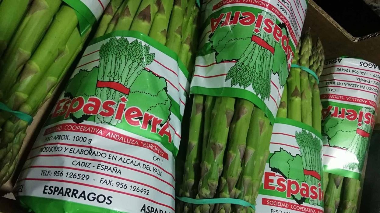 Los espárragos son uno de los productos estrella de Alcalá del Valle