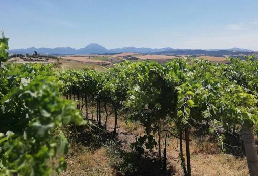 Los viñedos de Tesalia, con la Sierra de Grazalema al fondo