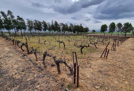 Viñedo con muestras de las viñas de la bodega