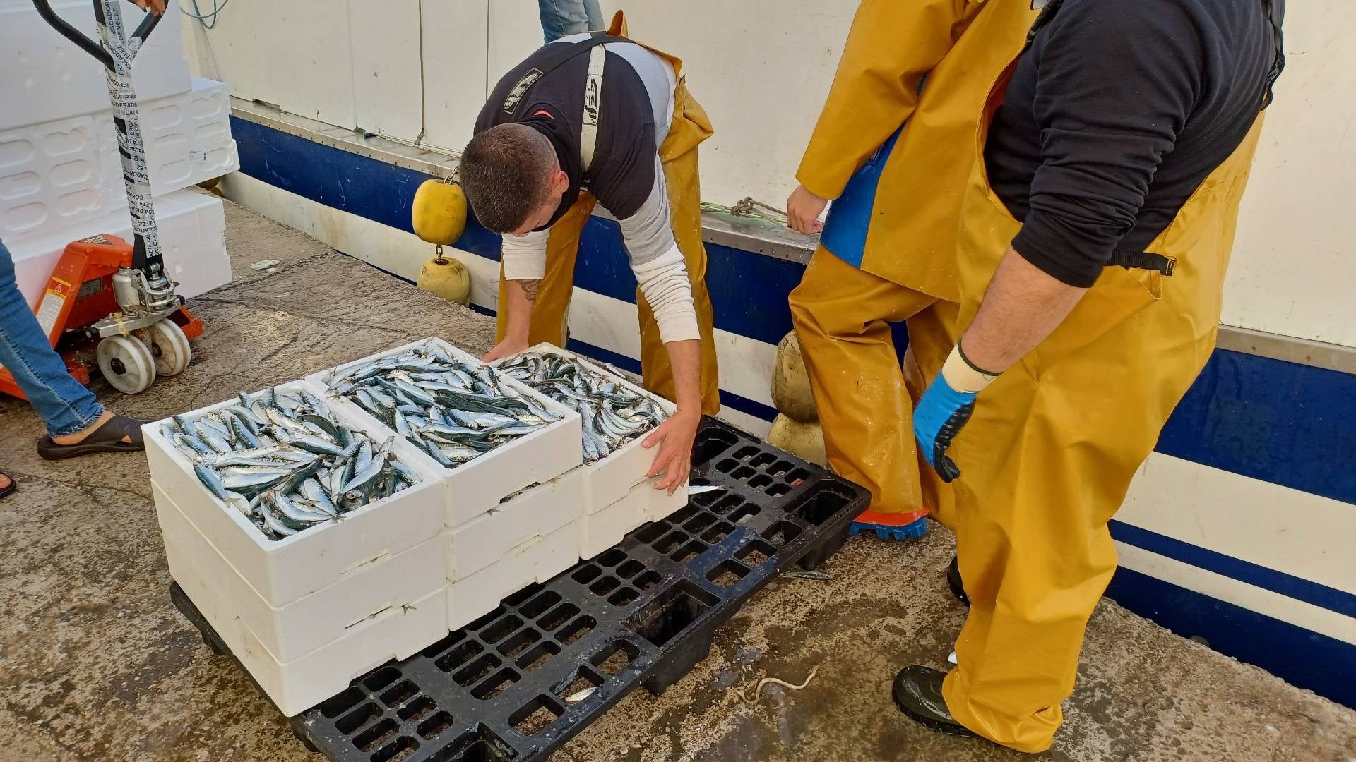 Una mañana en la lonja de Caleta: así es uno de los puertos más importantes de Málaga
