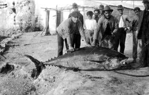 Los jabegueros muestran orgullosos el ejemplar de atún que han capturado