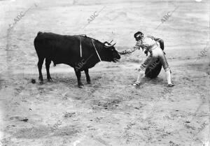 Gallito Chico, Tocando el testuz de su segundo Toro después de un pase de muleta