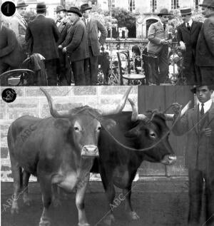 El Conde de Bugallal (X) y las Autoridades Presenciando el desfile de Ganados...