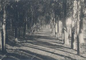 Carretera Fortestal Bordeada de Eucaliptos, en la duna de punta caimán de isla...