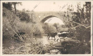 Toros Paseando en las Orillas del Rio de Aracena