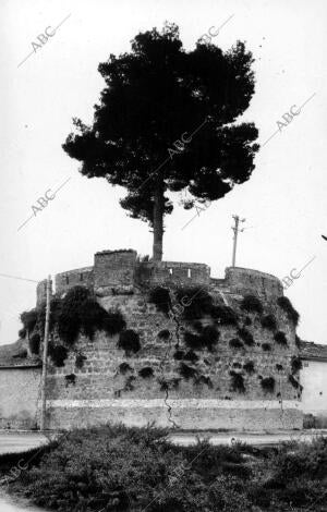 Torreón de las Murallas donde ha nacido un Pino en Gandia (Valencia)