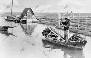 La Albufera