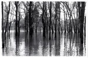 Crecida del Ebro. La Arboleda de Macanaz inundada