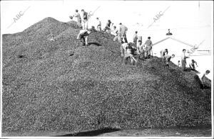 en la Foto, el traslado de la aceituna A los Molinos, en una almazara Extremeña