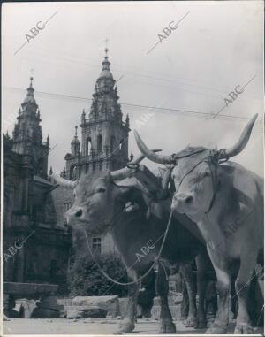 Las Torres de la basílica Compostelana y la yunta