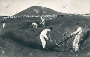 Agricultores canarios trabajando en las volcánicas tierras