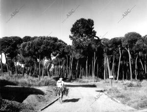 Calle de las Chapas de Marbella (Málaga)
