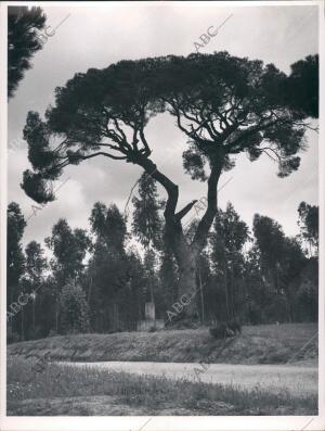 El Pino de la Corona, camino de Fuentepiña