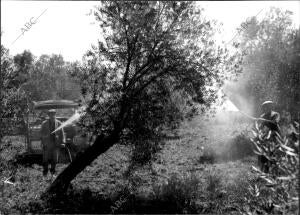 Tratamiento insecticida contra El "Repilo" en Olivares de Jaen