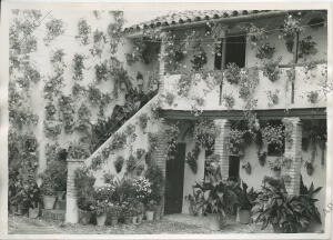 Un patio cordobés bellamente ornamentado