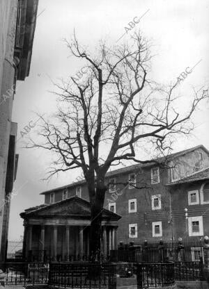 Árbol y Juntas del pueblo Guernica (Vizcaya)