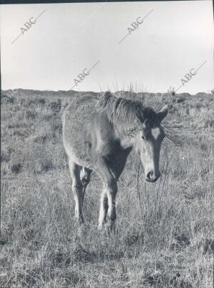 Caballo en el coto de Doñana