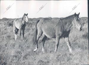 Dos Caballos en el coto de Doñana