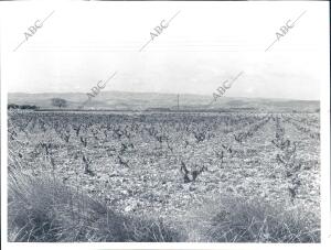 Extensión de Campos de Aldeanueva del Ebro, la Rioja