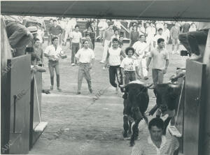 La entrada de los toros en los toriles de la plaza, al terminar el encierro del...