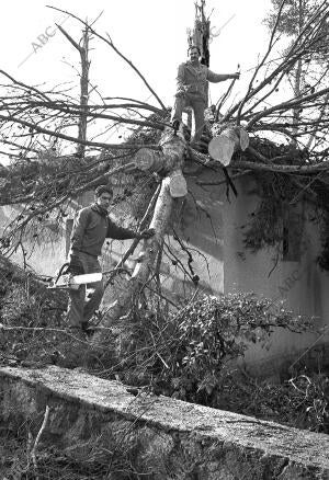 Temporal de viento y Árboles Caídos