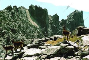 Cabras en las cumbre de la Sierra de Gredos