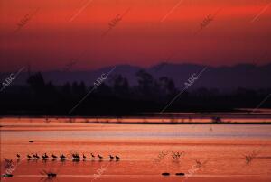 Vista de una de las lagunas del Parque Nacional de Doñana