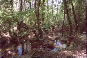 Baños de Popea en Trassierra, Córdoba