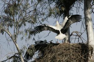 Reportaje para los Domingos de Abc sobre el control de <strong>gripe</strong> aviar que se...