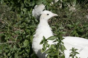 Reportaje para los Domingos de Abc sobre el control de gripe aviar que se...