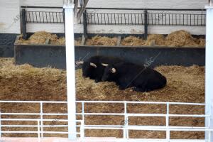 reportaje para madrid sobre los lugares ocultos de la plaza de toros de las...