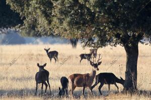 Un grupo de ciervos en el Parque Nacional de Cabañeros