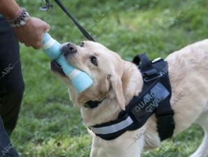 Escuela de adiestramiento de perros de la Guardia Civil