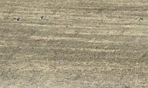 Reportaje sobre las avutardas en el Parque del Sureste