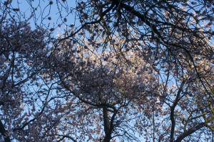 Almendros en flor en la Quinta de los Molinos