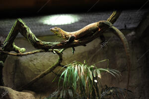 Crias de Dragones de Komodo en el zoo de Barcelona