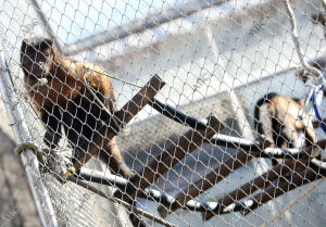 El Casar (Guadalajara), 22/12/2015. Reserva de Primates Rainfer