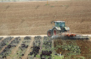 Cartagena (Murcia), 22/03/2016. Campos de Cultivo