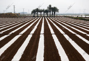 Cartagena (Murcia), 22/03/2016. Campos de Cultivo