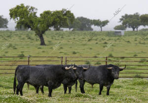 En la imagen, los toros que irán a la Feria de San Isidro de este año