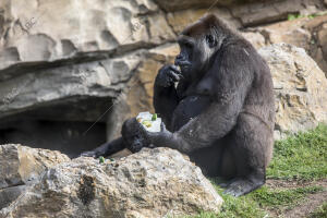 Virunga, el bebé gorila cumple un año en el Biopark de Valencia