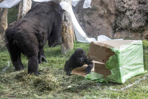 Virunga, el bebé gorila cumple un año en el Biopark de Valencia