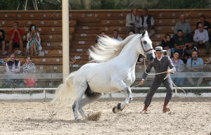 Concurso Morfológico dentro de las actividades de Cabalcor en Caballerizas...