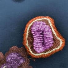 Partícula viral o «virión» del virus de la gripe.
