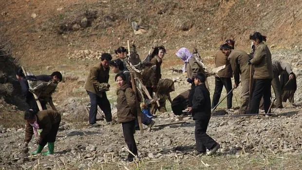 Acarreando piedras de forma rudimentaria, una brigada ciudadana trabaja en el campo en Corea del Norte