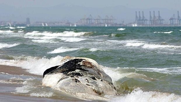 Una ballena varada en Valencia en 2009 en avanzado estado de descomposición