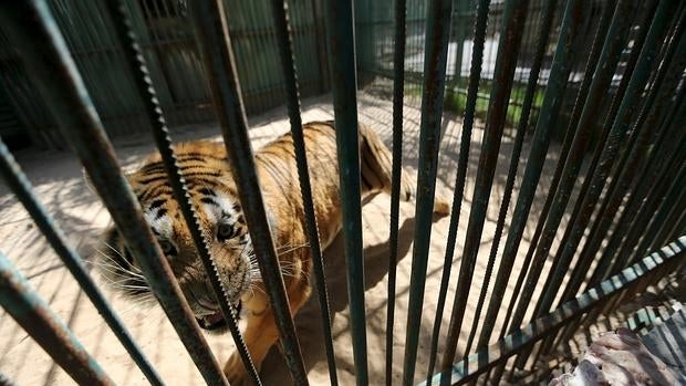 El tigre de Gaza está famélico pero solo cuesta 21.000 euros