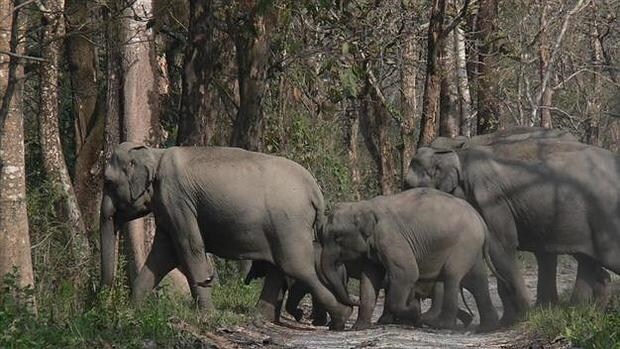 Cada año más de 400 personas pierden la vida por el paso de elefantes en zonas habitadas en la India